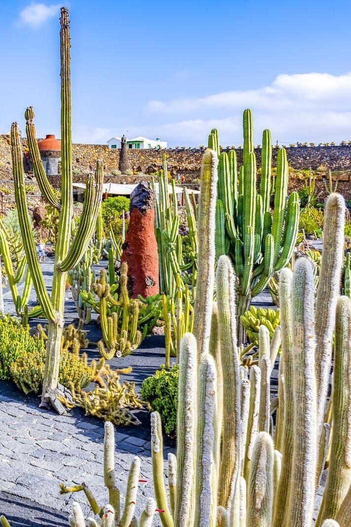 Jardín de Cactus